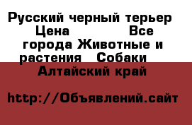 Русский черный терьер › Цена ­ 35 000 - Все города Животные и растения » Собаки   . Алтайский край